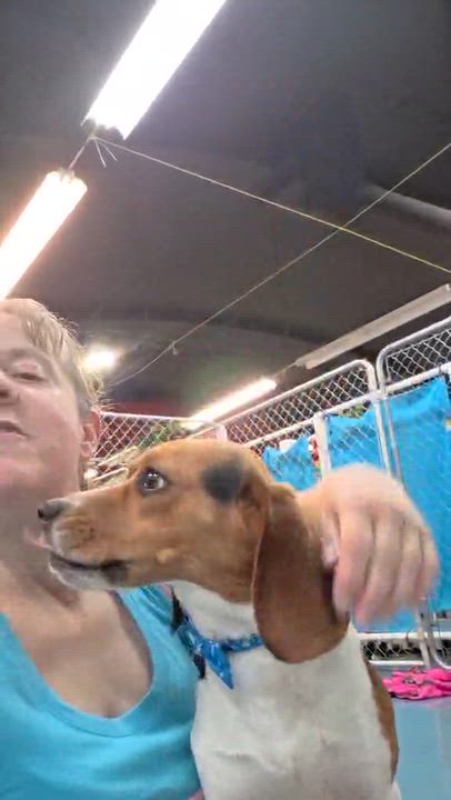 Enlarge Elmer, an adopted mixed breed in Crystal Lake, IL video 2/2