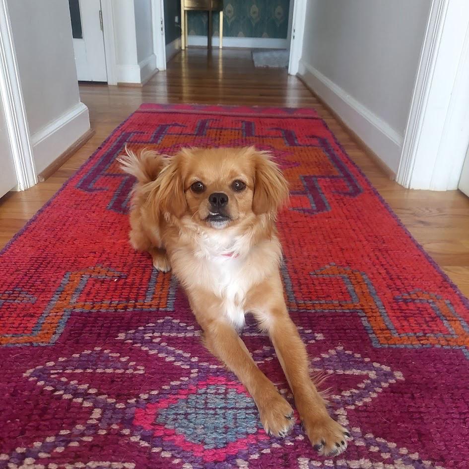 Enlarge Harken, a Adoptable Mixed Breed in Winston Salem, NC image 2/6