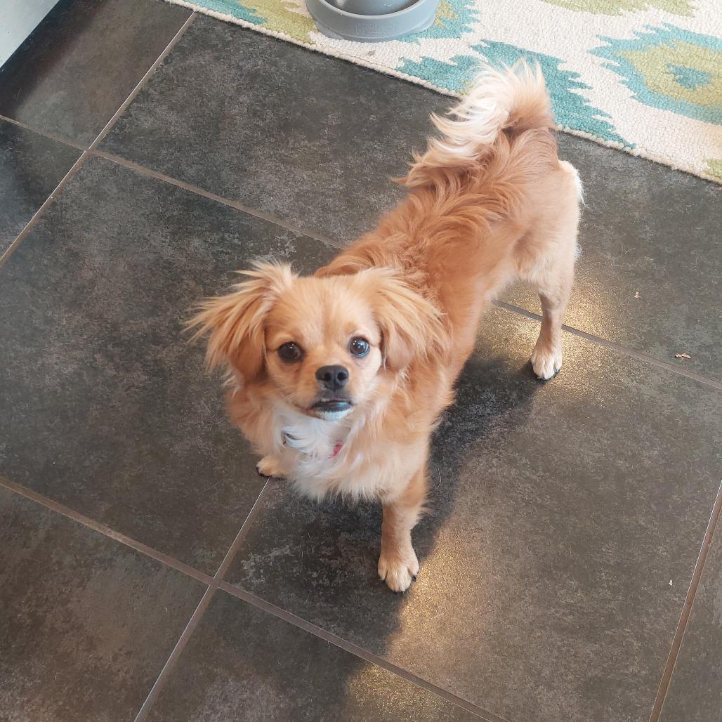 Enlarge Harken, a Adoptable Mixed Breed in Winston Salem, NC image 3/6