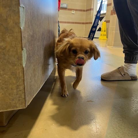 Enlarge Harken, a Adoptable Mixed Breed in Winston Salem, NC image 4/6