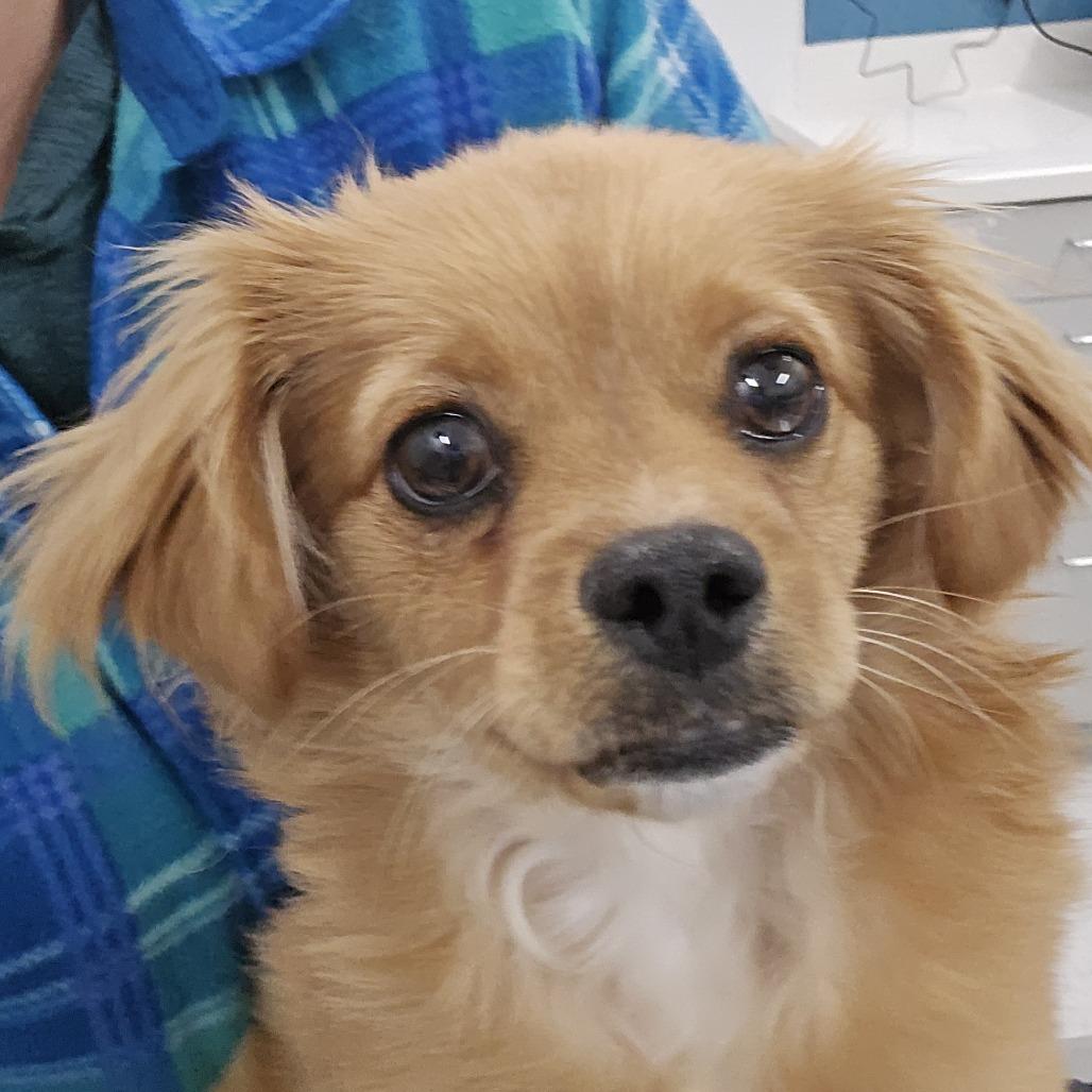 Enlarge Harken, a Adoptable Mixed Breed in Winston Salem, NC image 5/6