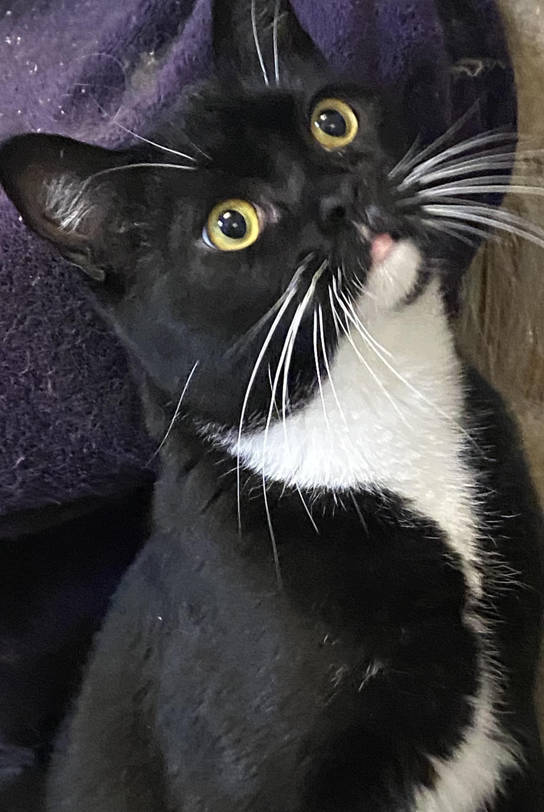 Fresno, Adoptable, Adult Male Tuxedo.