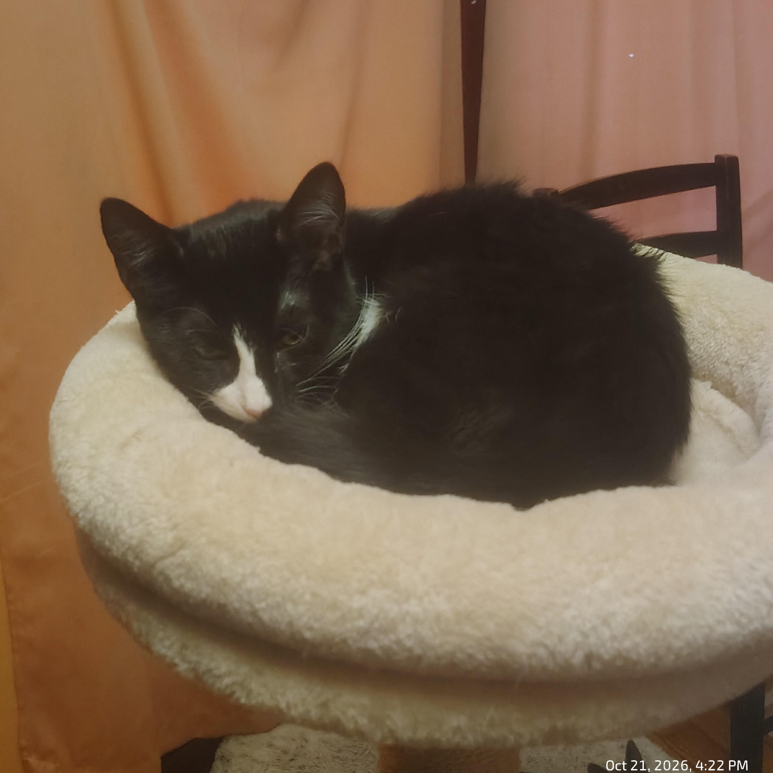 Spider, Adoptable, Kitten Male Domestic Short Hair.