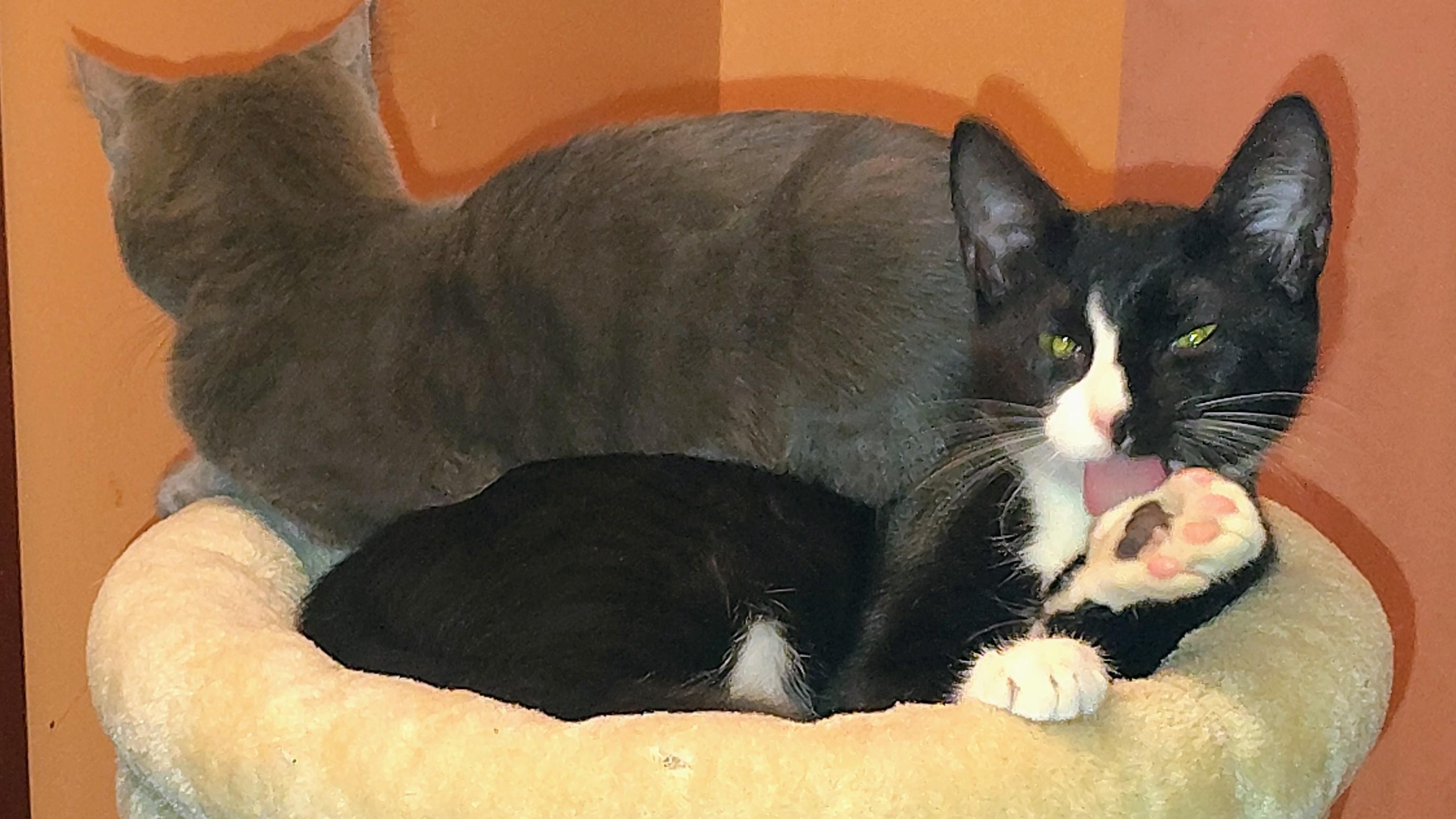 Enlarge Spider, a Adoptable mixed breed in Glenmont, NY image 2/3