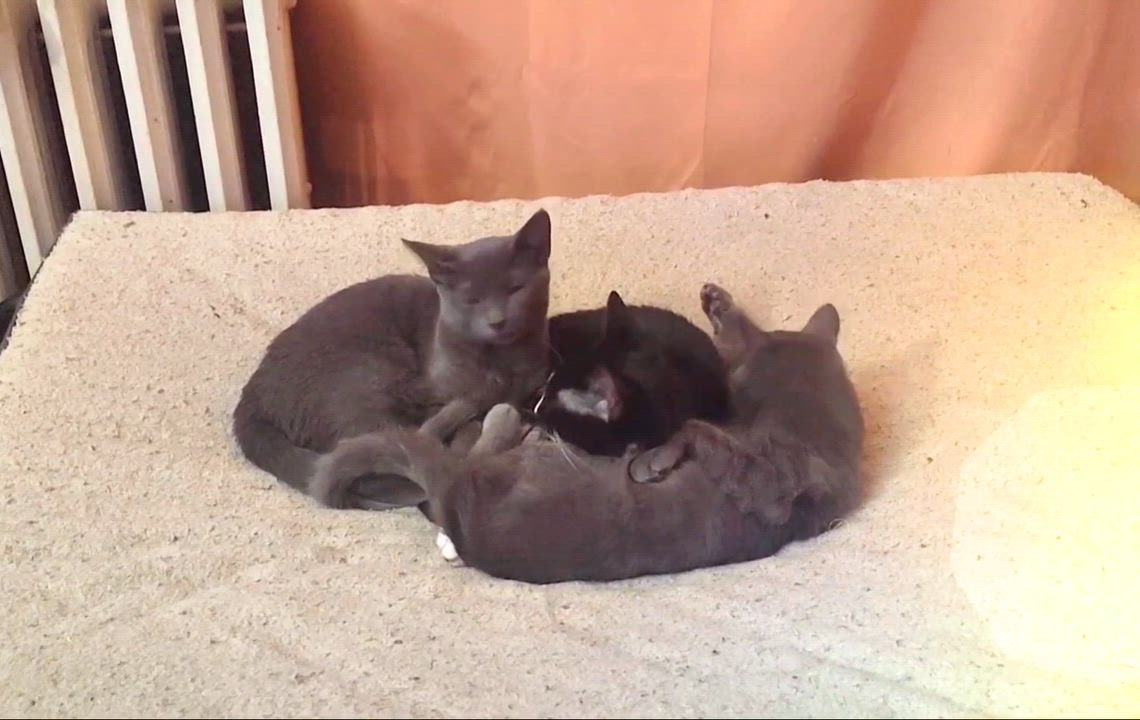 Enlarge Spider, a Adoptable mixed breed in Glenmont, NY video 3/3
