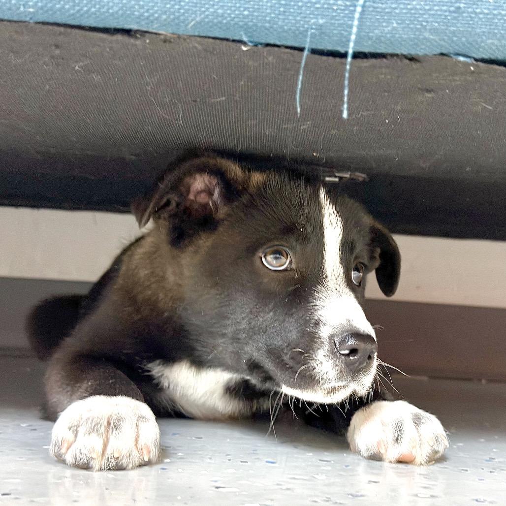 BBQ, a Adoptable Mixed Breed in Park City, UT image 5/5