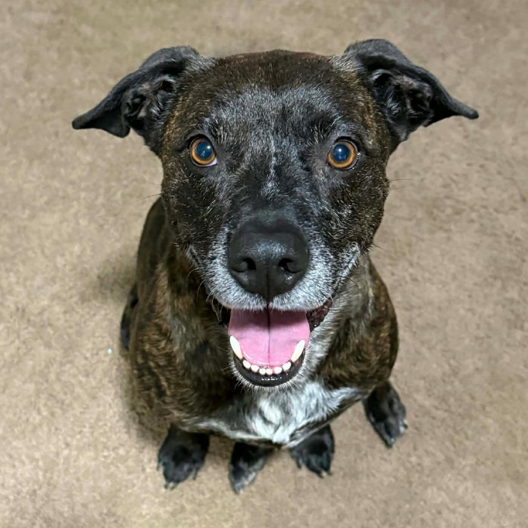 Enlarge Chief, a Adoptable Mixed Breed in Lima, OH image 1/6