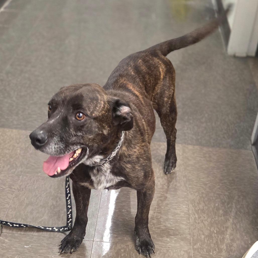 Enlarge Chief, a Adoptable Mixed Breed in Lima, OH image 2/6