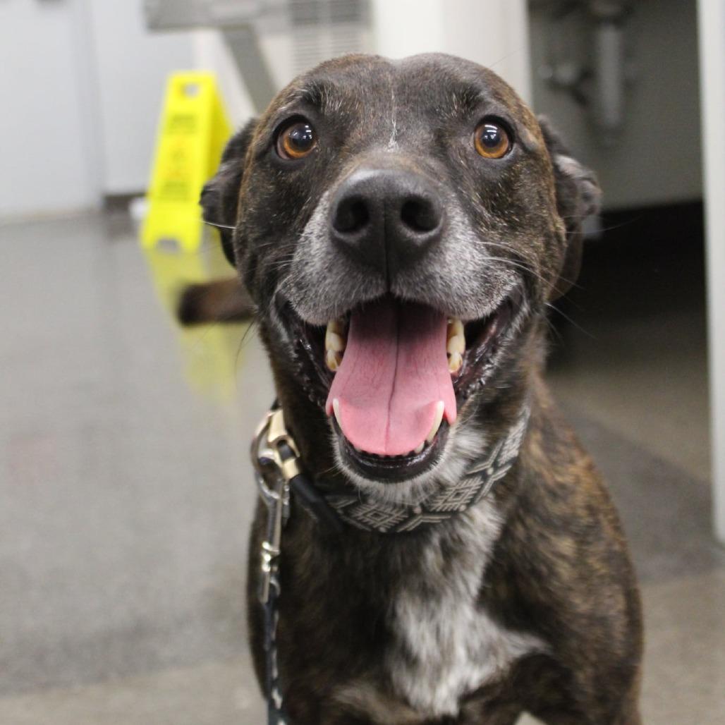 Enlarge Chief, a Adoptable Mixed Breed in Lima, OH image 4/6