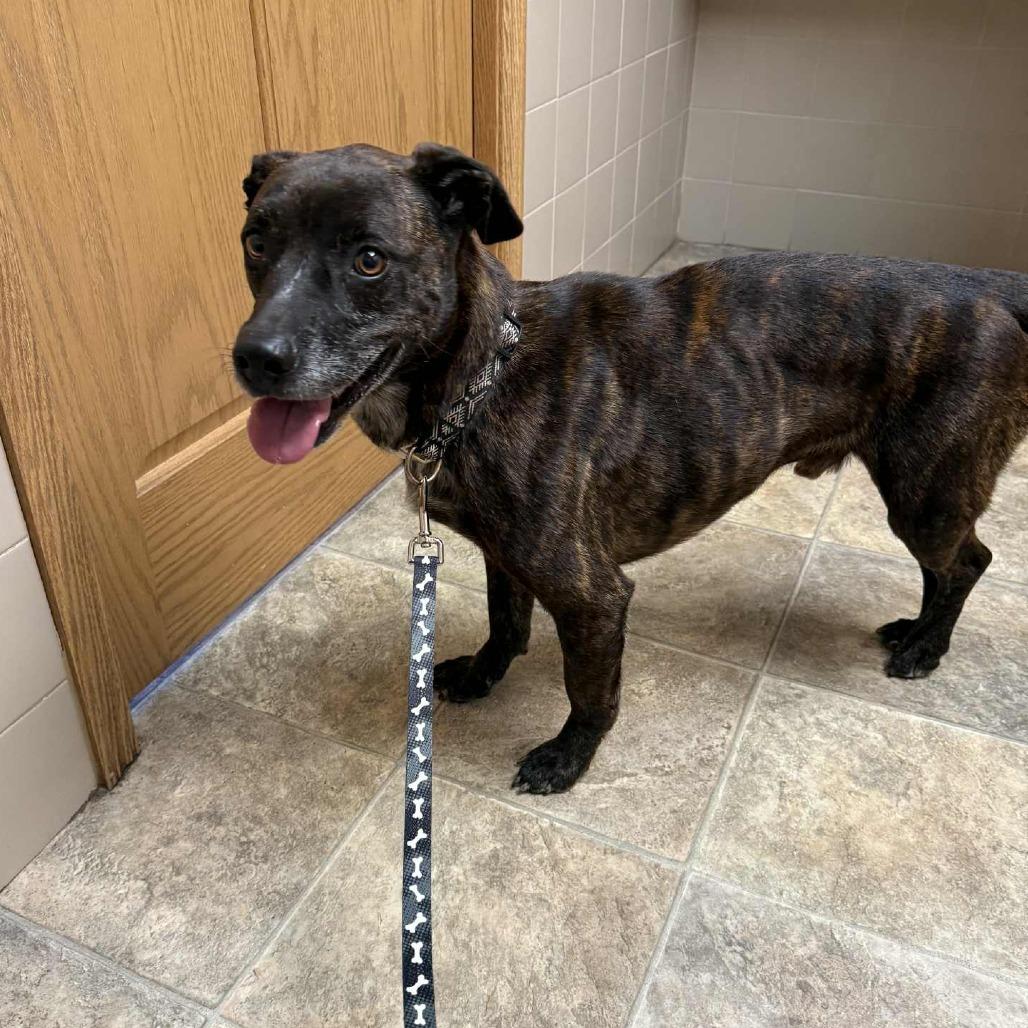 Chief, Adoptable, Adult Male Pit Bull Terrier.