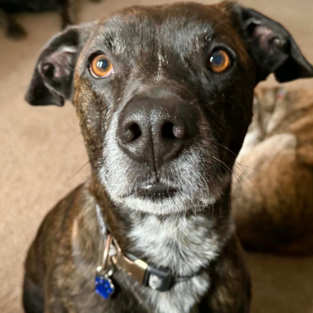 Enlarge Chief, a Adoptable Mixed Breed in Lima, OH image 5/6