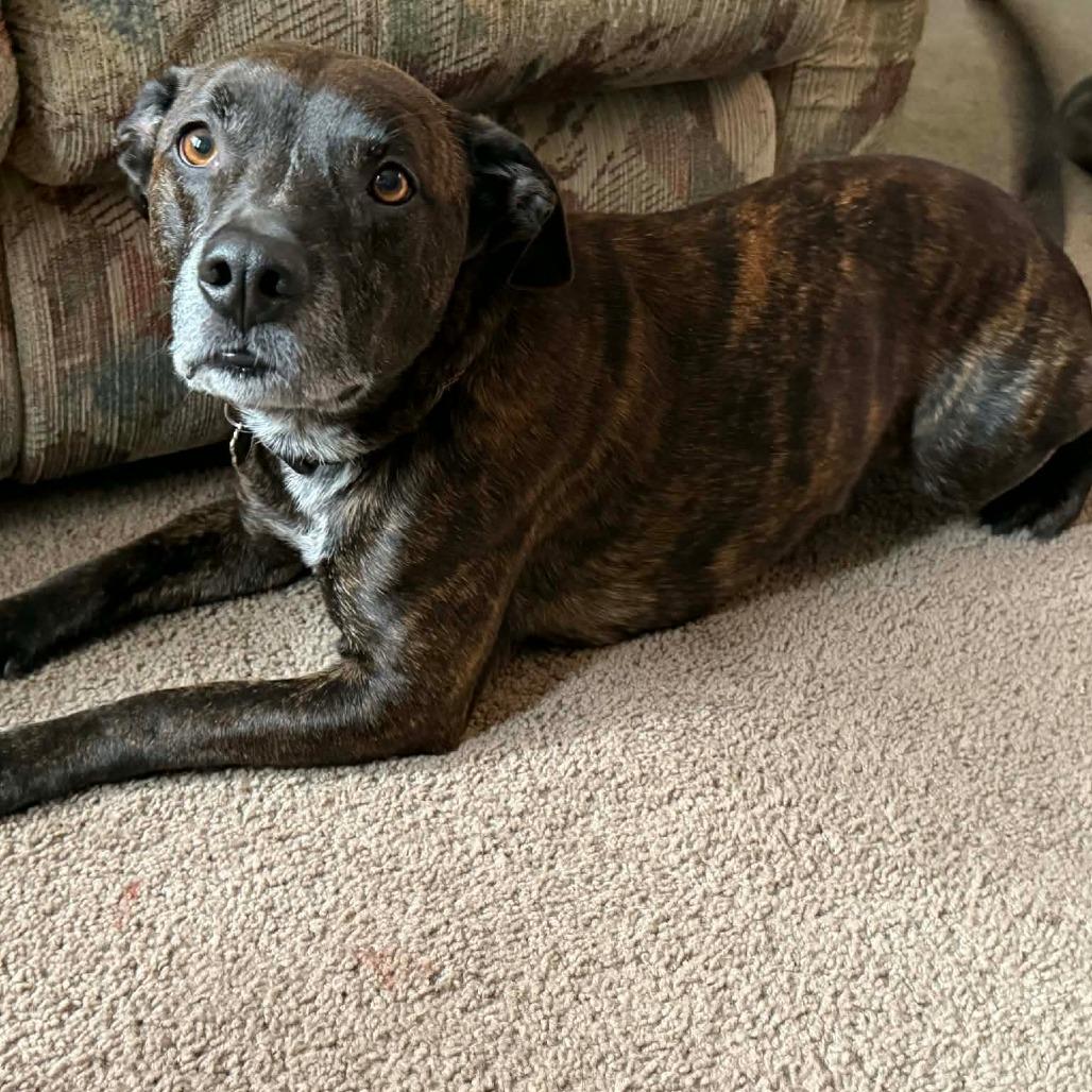 Enlarge Chief, a Adoptable Mixed Breed in Lima, OH image 1/6