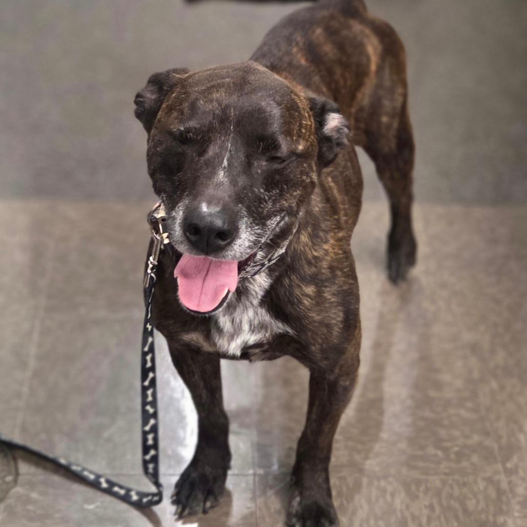 Enlarge Chief, a Adoptable Mixed Breed in Lima, OH image 6/6