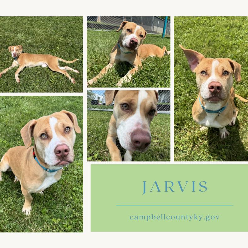 Jarvis, Adoptable, Young Male Pit Bull Terrier & Beagle.