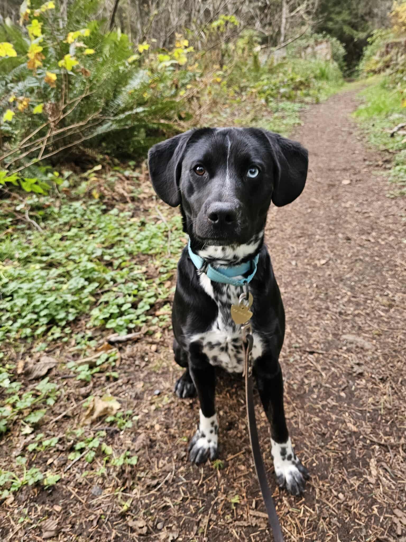 Cyrus, ADOPTABLE, Young Male Black Labrador Retriever & Cattle Dog.