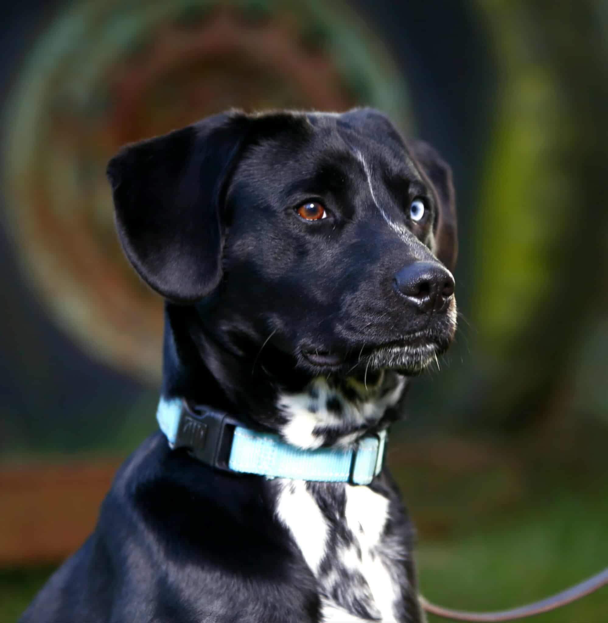 Enlarge Cyrus, a ADOPTABLE mixed breed in Crescent city, CA image 3/5