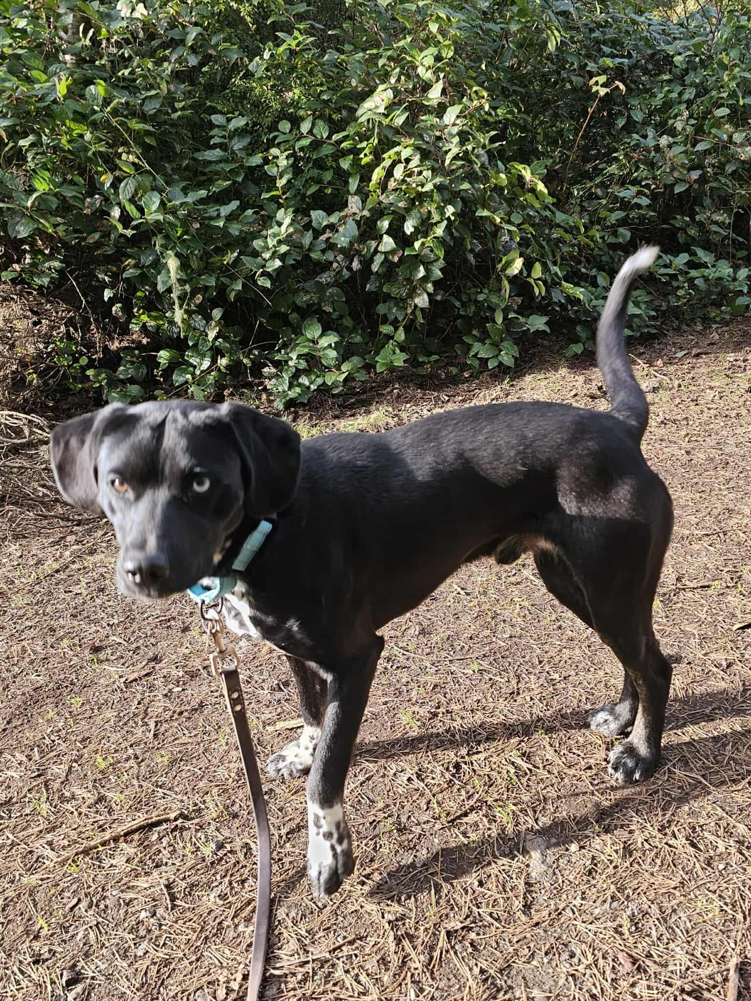 Enlarge Cyrus, a ADOPTABLE mixed breed in Crescent city, CA image 4/5