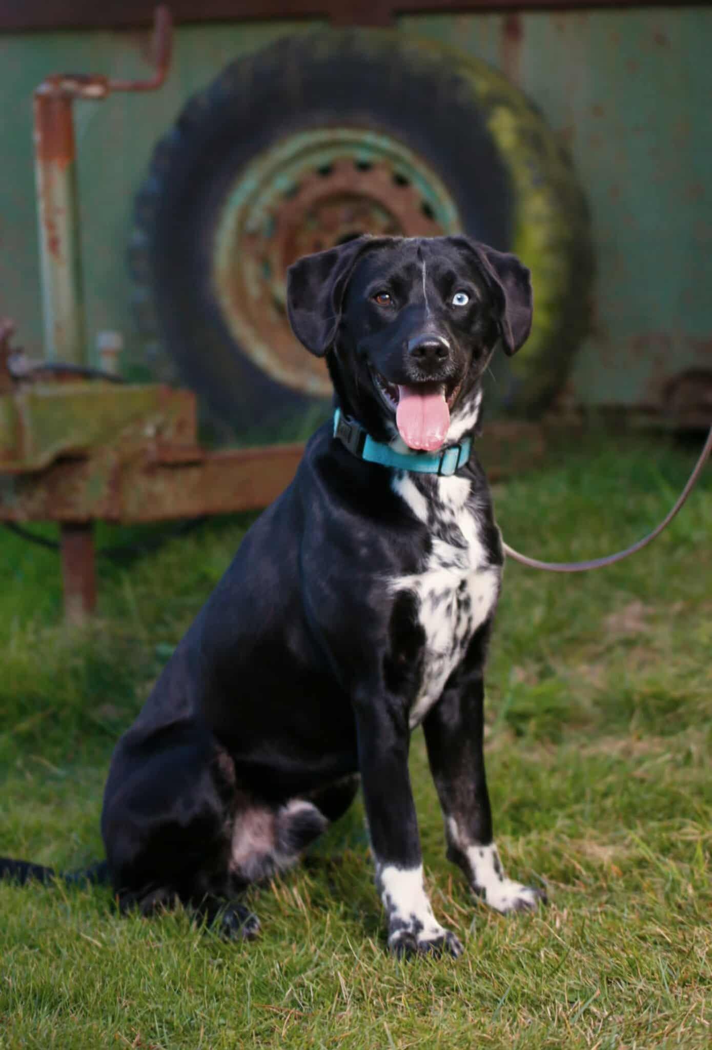 Enlarge Cyrus, a ADOPTABLE mixed breed in Crescent city, CA image 2/5