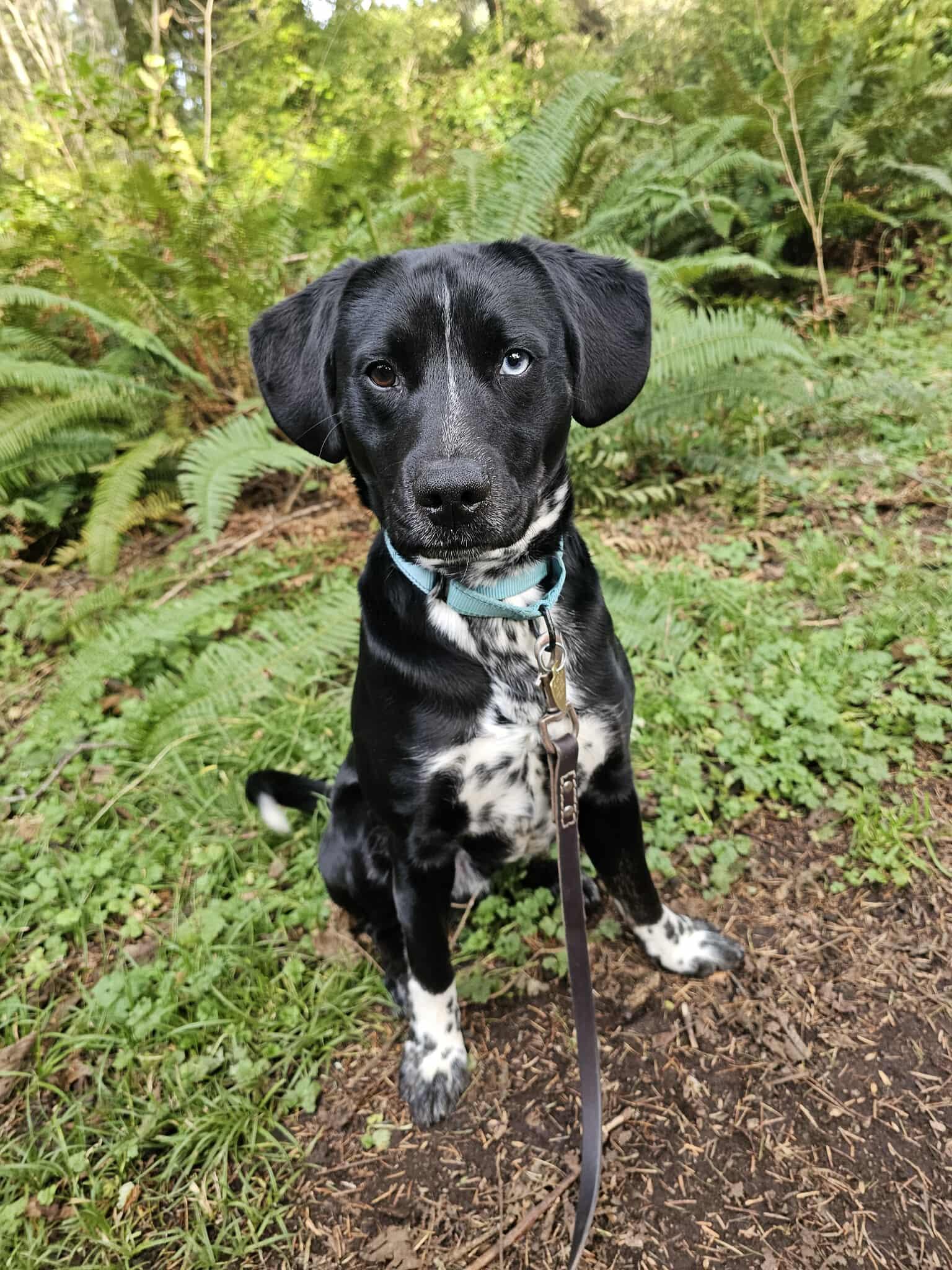 Enlarge Cyrus, a ADOPTABLE mixed breed in Crescent city, CA image 5/5