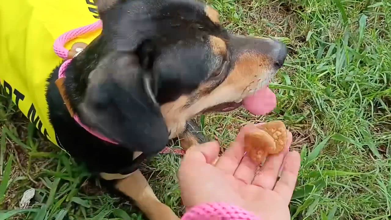 Enlarge Gwen, a Adoptable mixed breed in Harrisburg, PA video 3/4