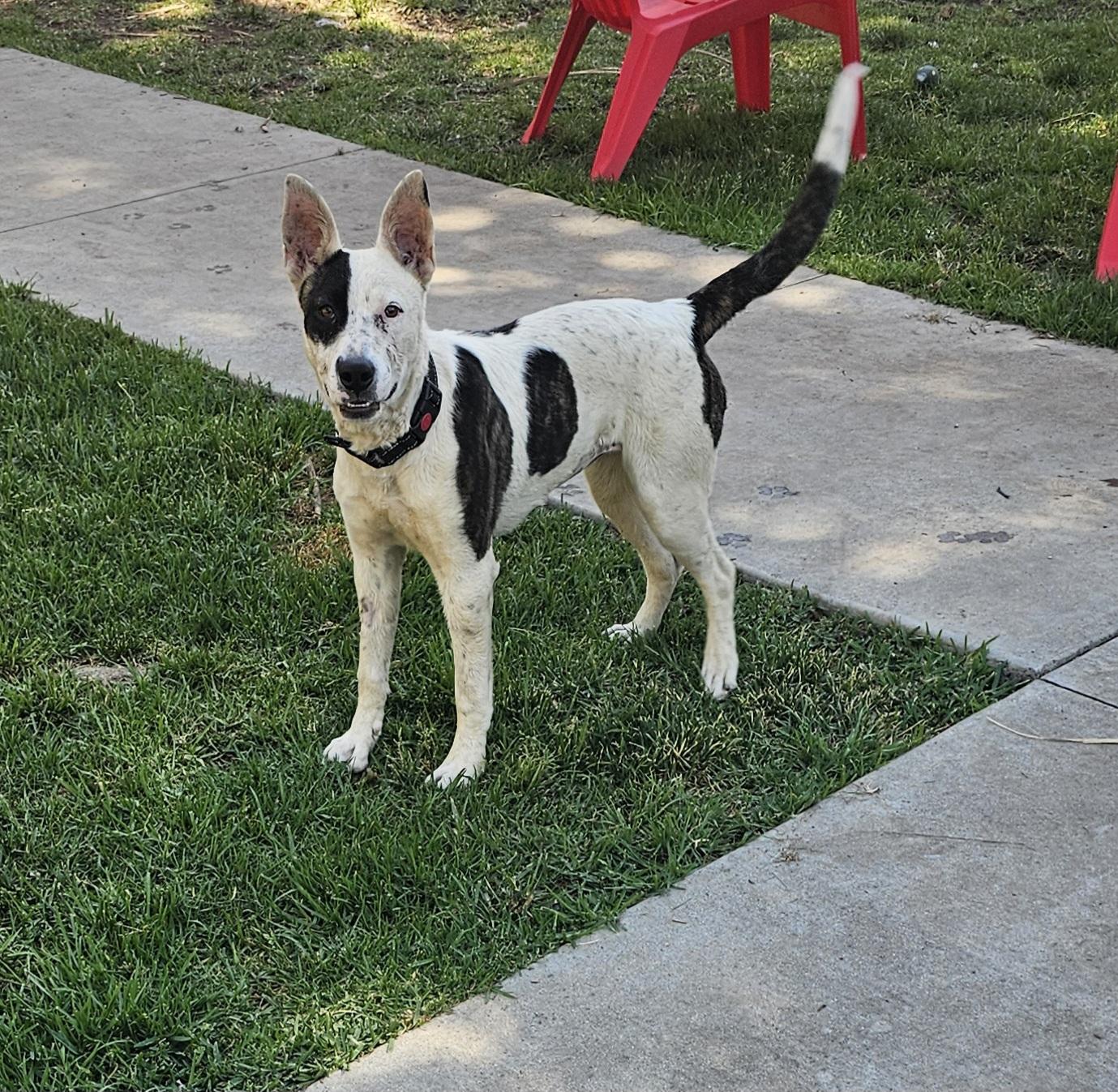 Dottie, a Adoptable mixed breed image 2/5