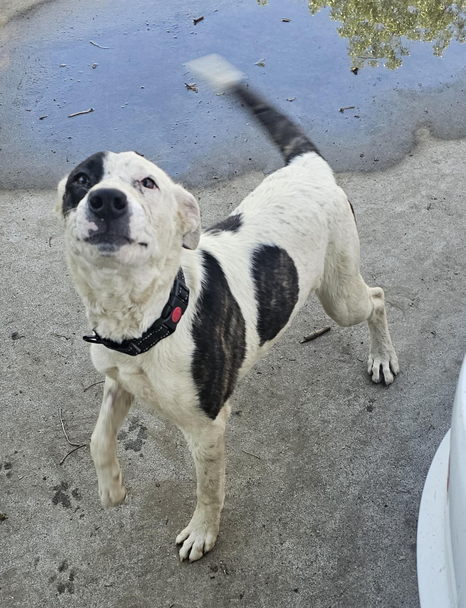 Dottie, a Adoptable mixed breed image 4/5