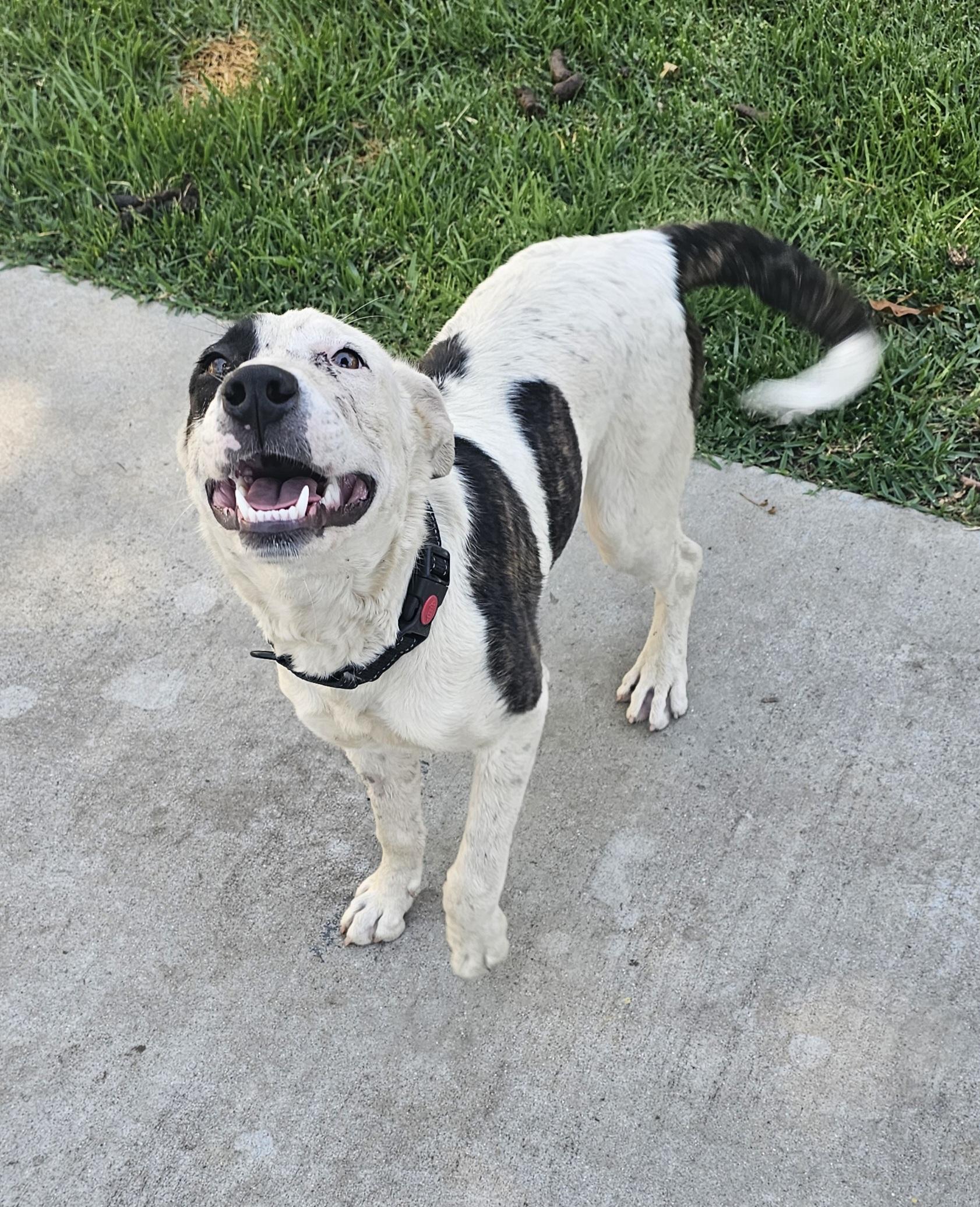 Dottie, a Adoptable mixed breed image 5/5