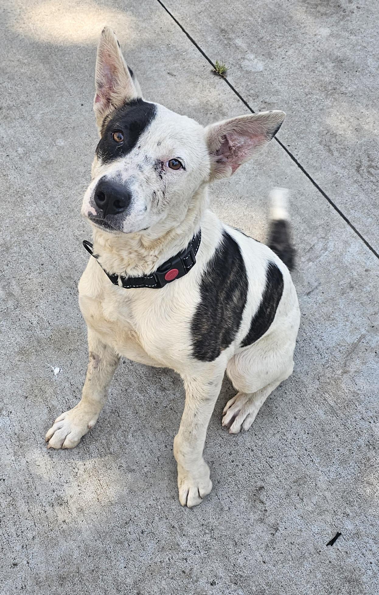 Dottie, a Adoptable mixed breed image 1/5