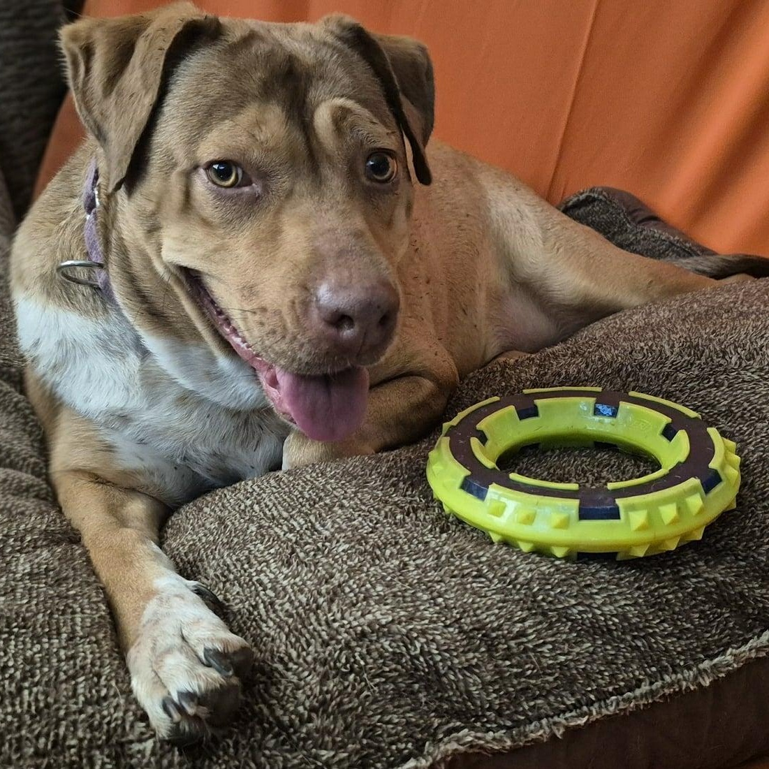 Enlarge CANELITA, a Adoptable mixed breed in Brattleboro , VT image 2/6