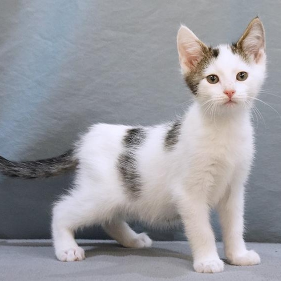 Beau, Adoptable, Kitten Male Domestic Short Hair.