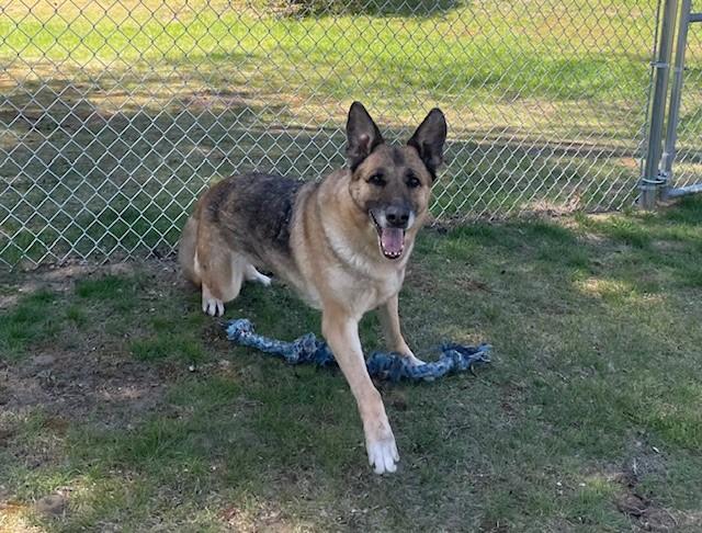 Moses, ADOPTABLE, Senior Female German Shepherd Dog.