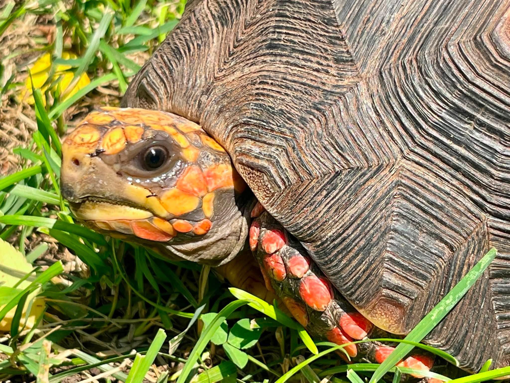 Enlarge Woody, an adopted Red Foot in Palmerton, PA image 2/3