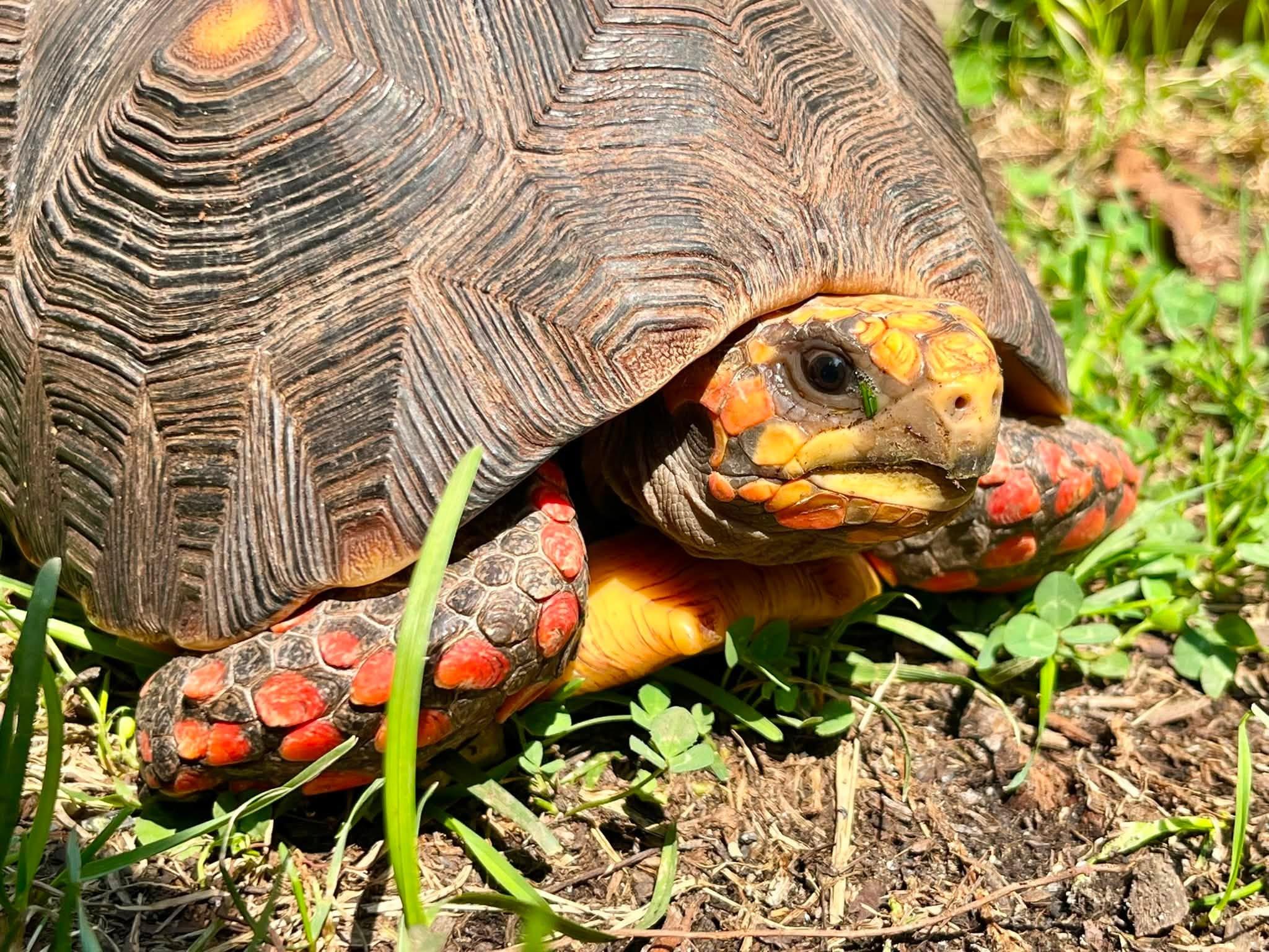 Enlarge Woody, an adopted Red Foot in Palmerton, PA image 3/3