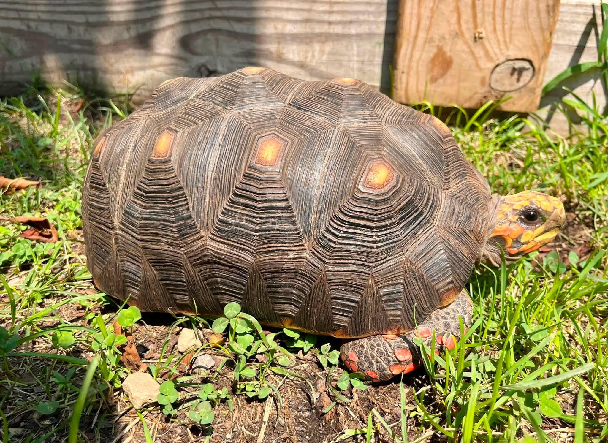 Woody, adopted, Young Male Red Foot.