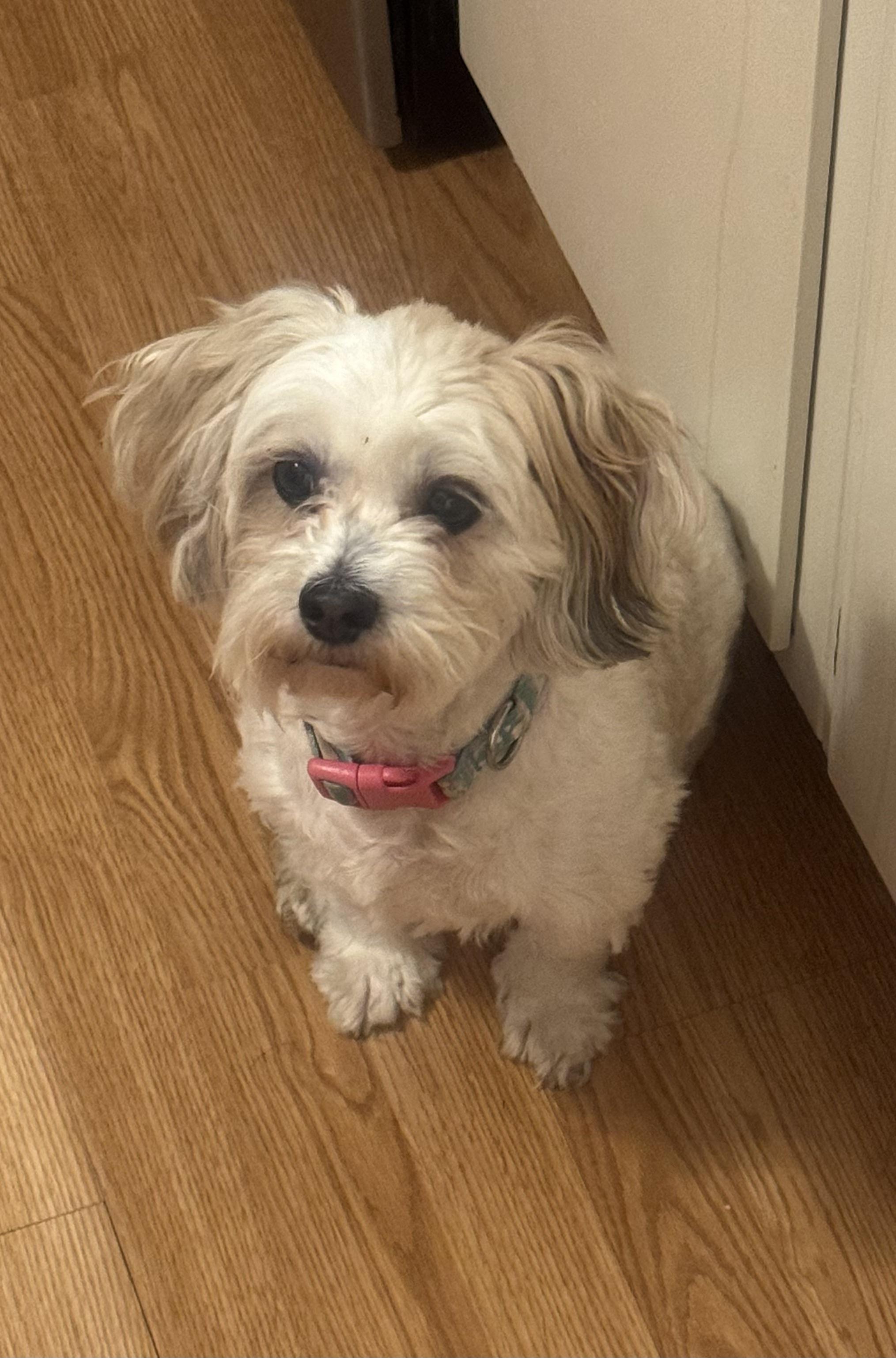 Enlarge Osita, an adopted mixed breed in Farmington, MN image 1/4