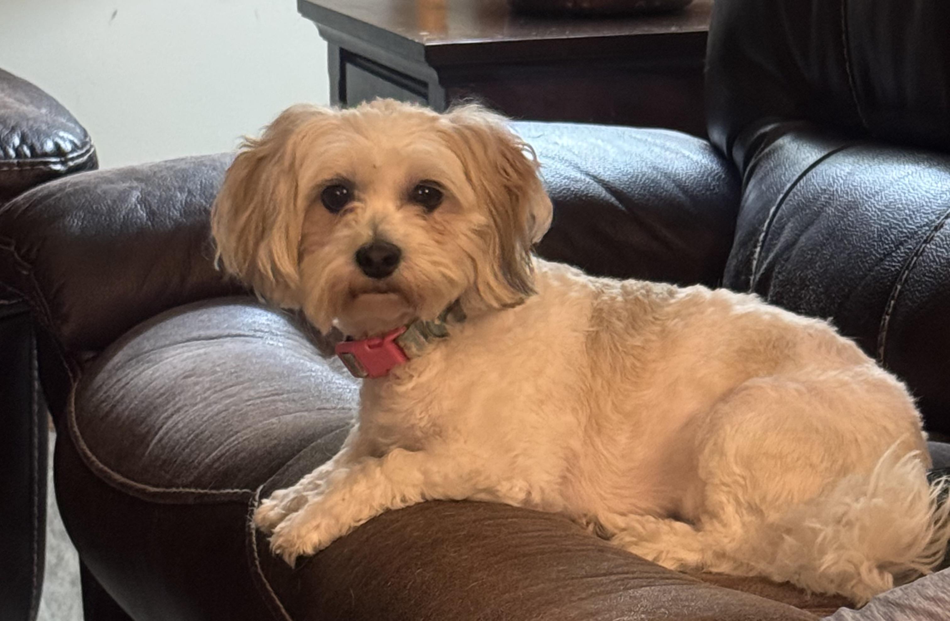 Enlarge Osita, an adopted mixed breed in Farmington, MN image 2/4