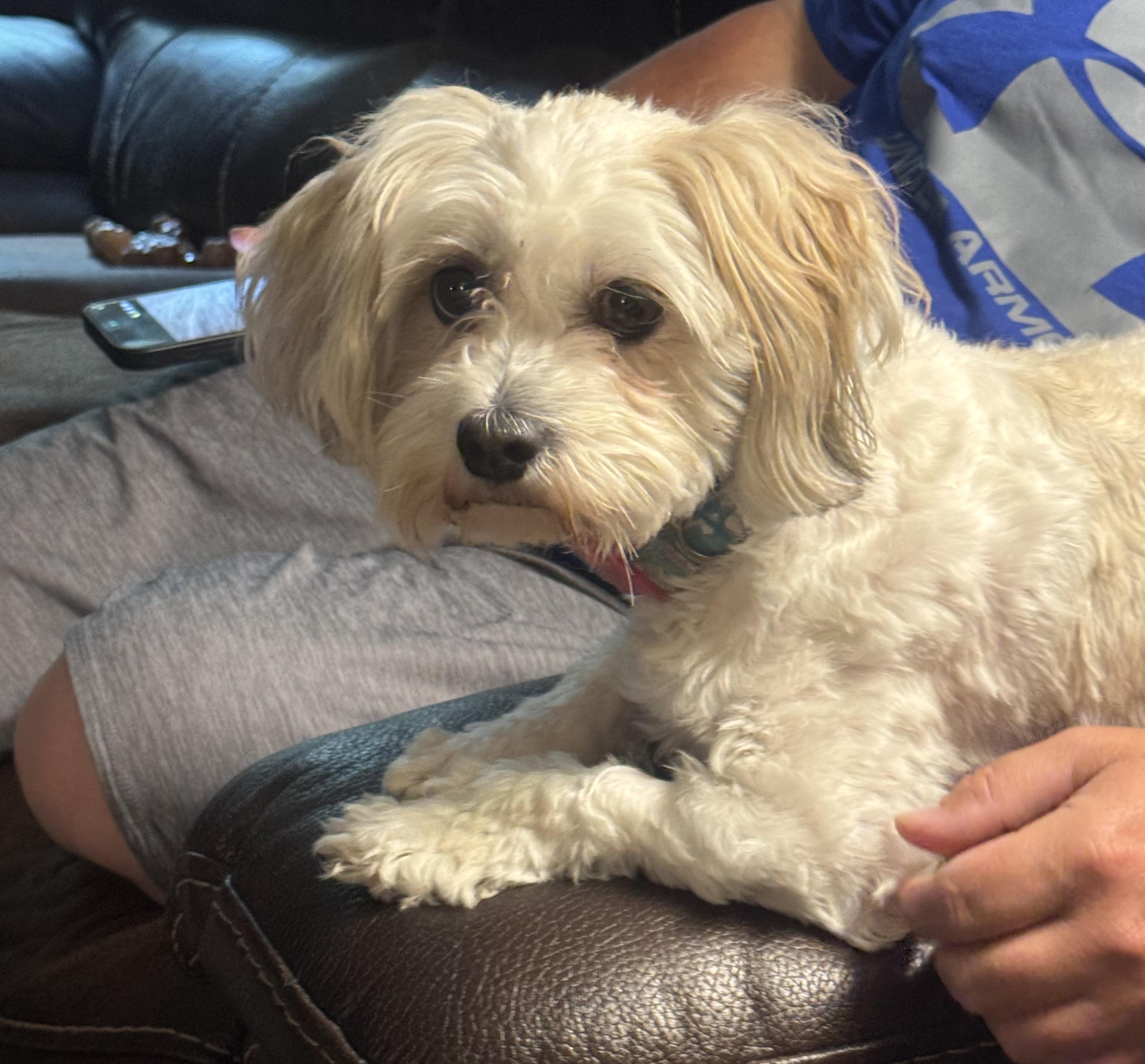 Enlarge Osita, an adopted mixed breed in Farmington, MN image 3/4