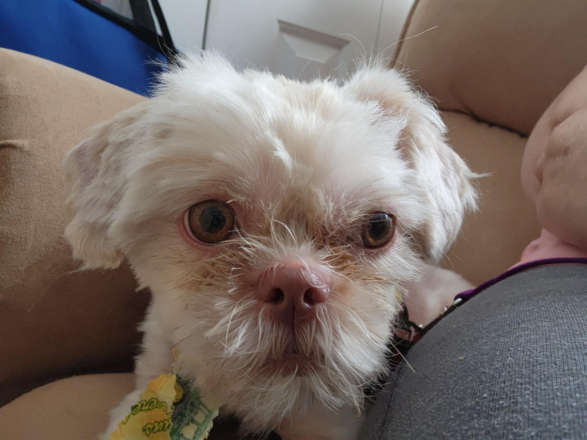 Leopold, Adopted, Adult Male Shih Tzu.