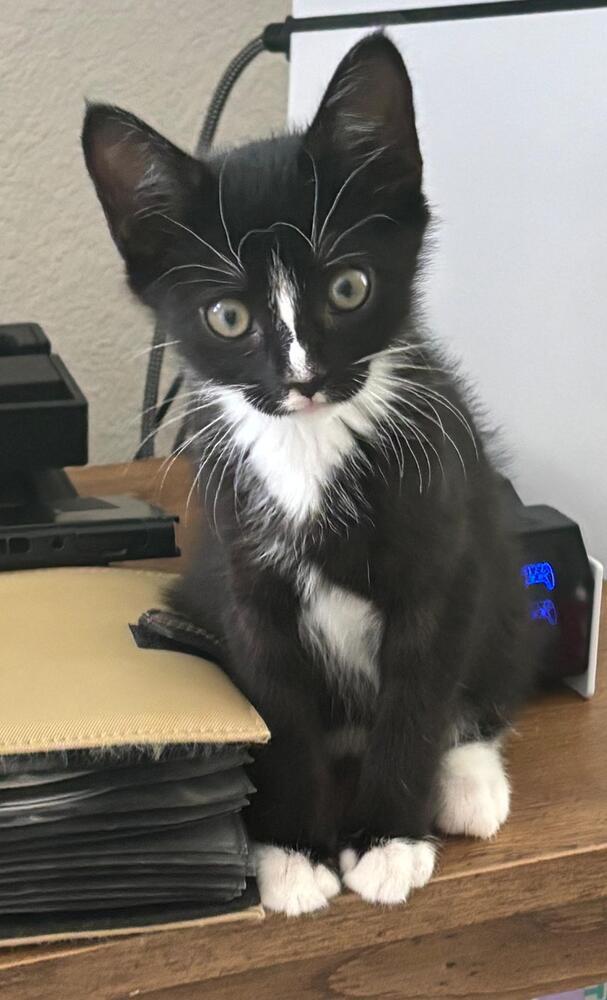 Enlarge Flower, a Adoptable Domestic Short Hair in Orlando, FL image 1/6