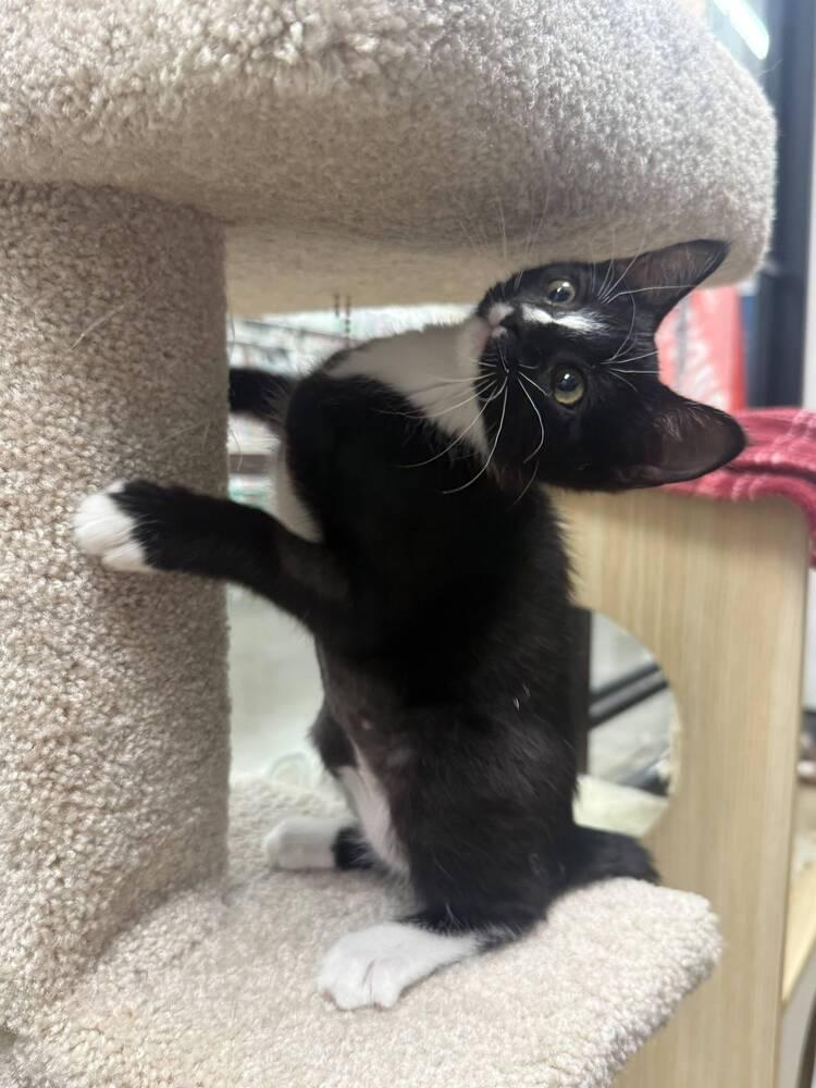 Enlarge Flower, a Adoptable Domestic Short Hair in Orlando, FL image 2/6