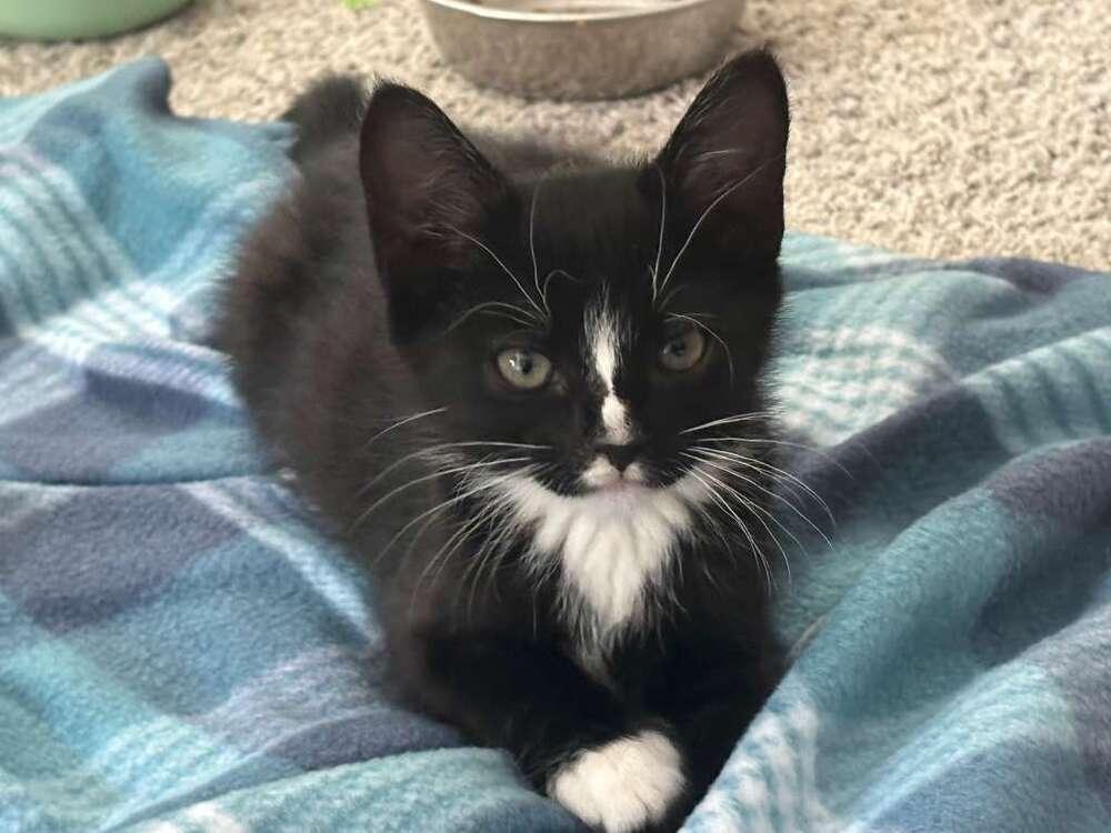 Enlarge Flower, a Adoptable Domestic Short Hair in Orlando, FL image 3/6