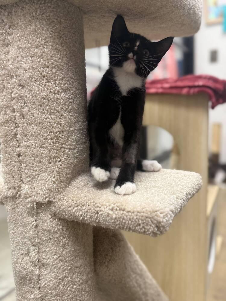 Enlarge Flower, a Adoptable Domestic Short Hair in Orlando, FL image 4/6