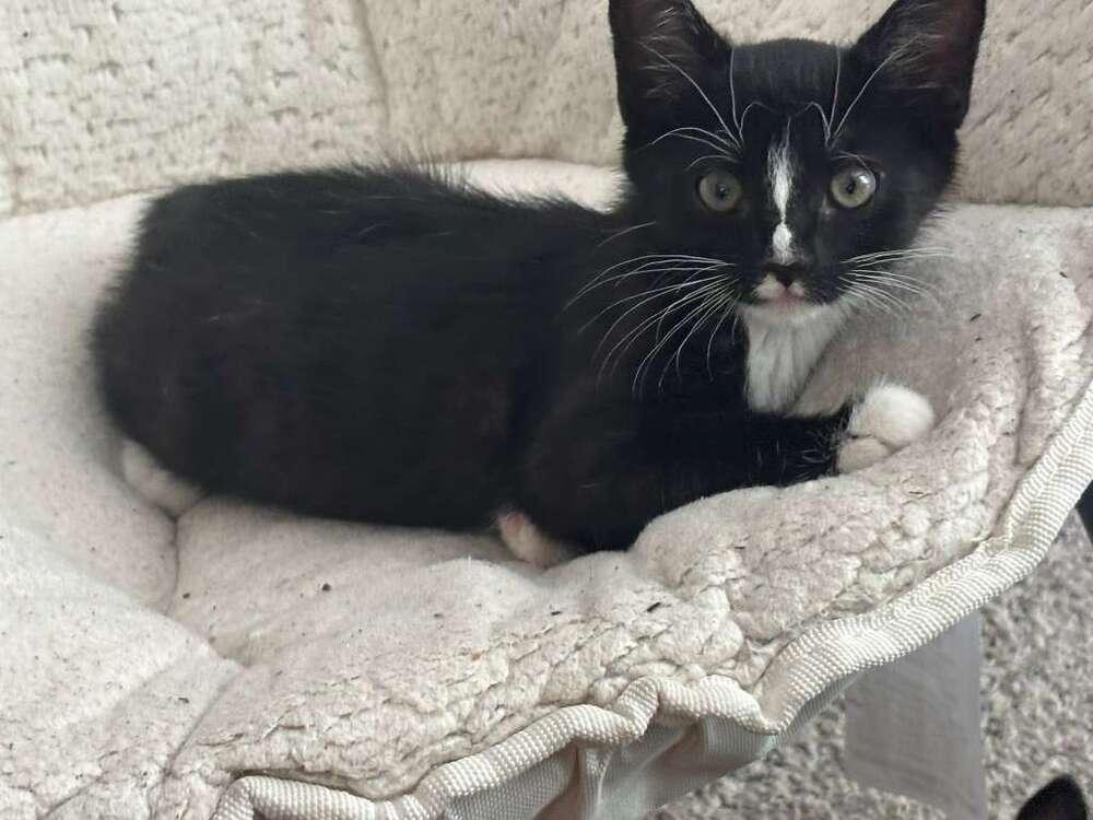 Enlarge Flower, a Adoptable Domestic Short Hair in Orlando, FL image 5/6