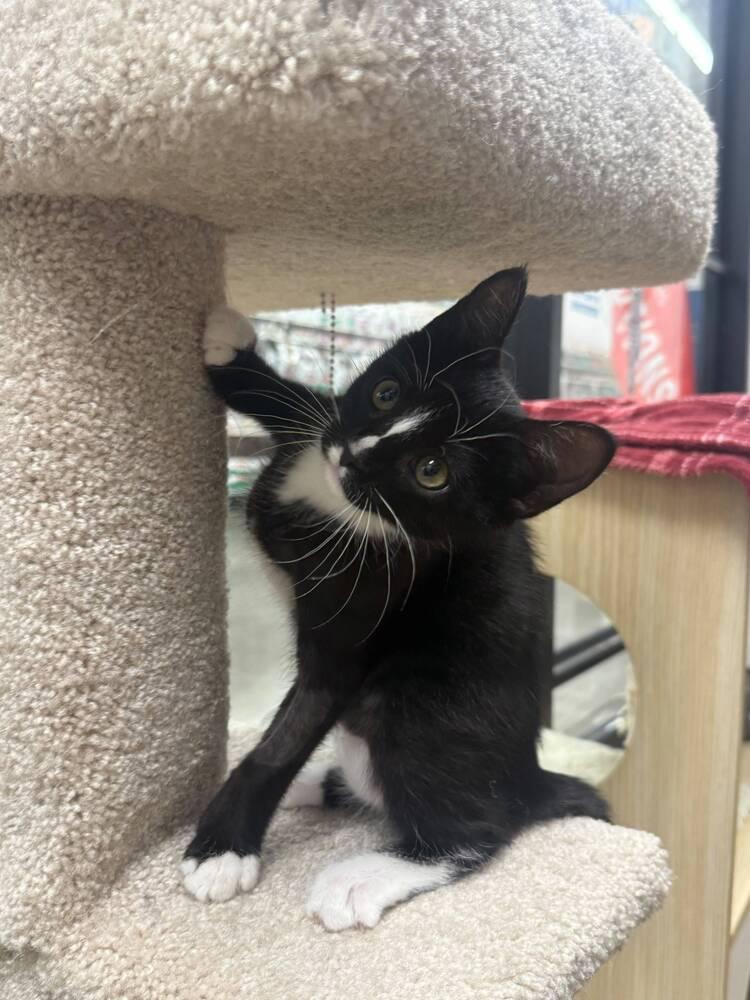 Enlarge Flower, a Adoptable Domestic Short Hair in Orlando, FL image 6/6