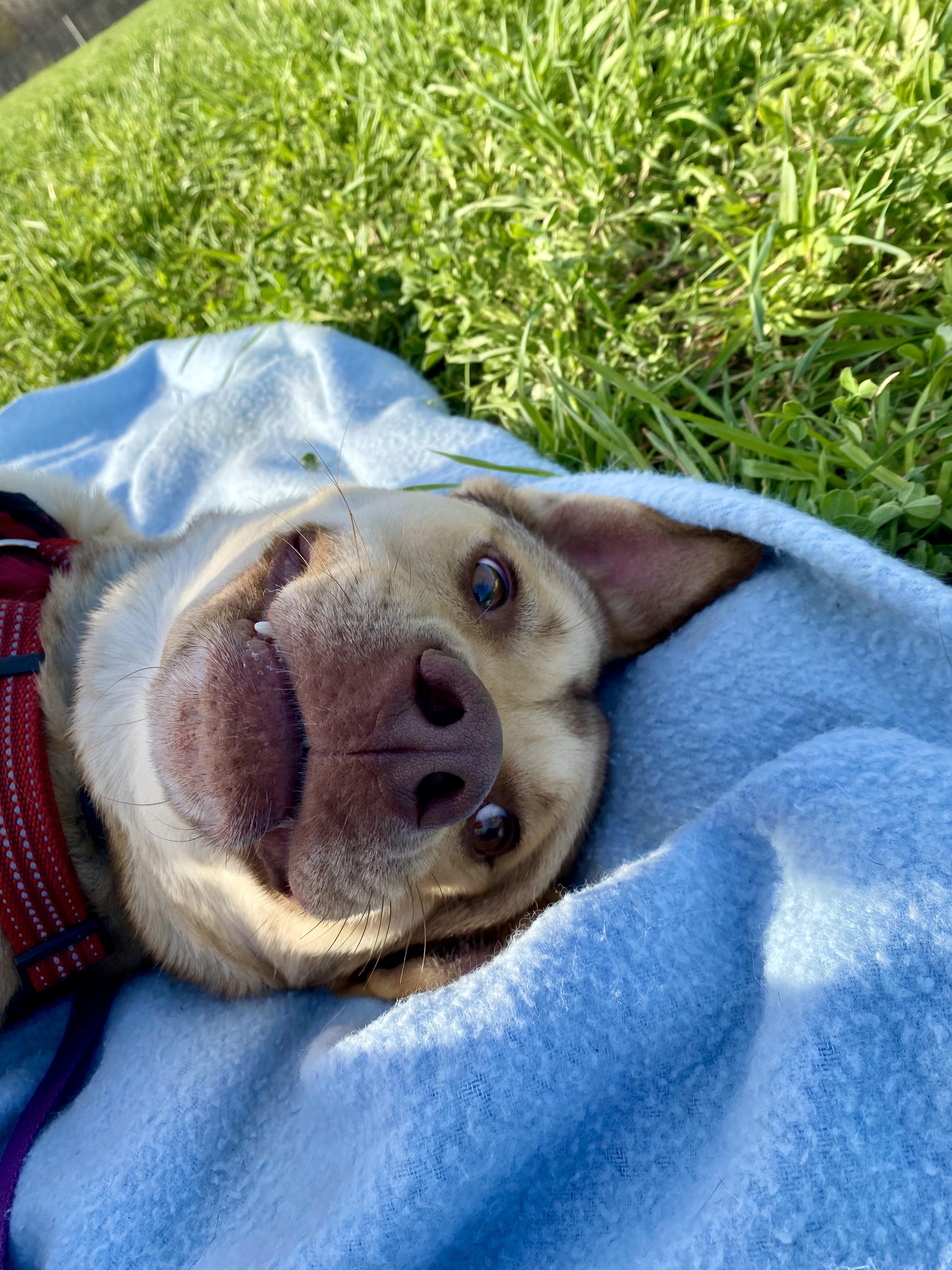 Shyla, a ADOPTABLE mixed breed in Ilderton, ON image 5/6