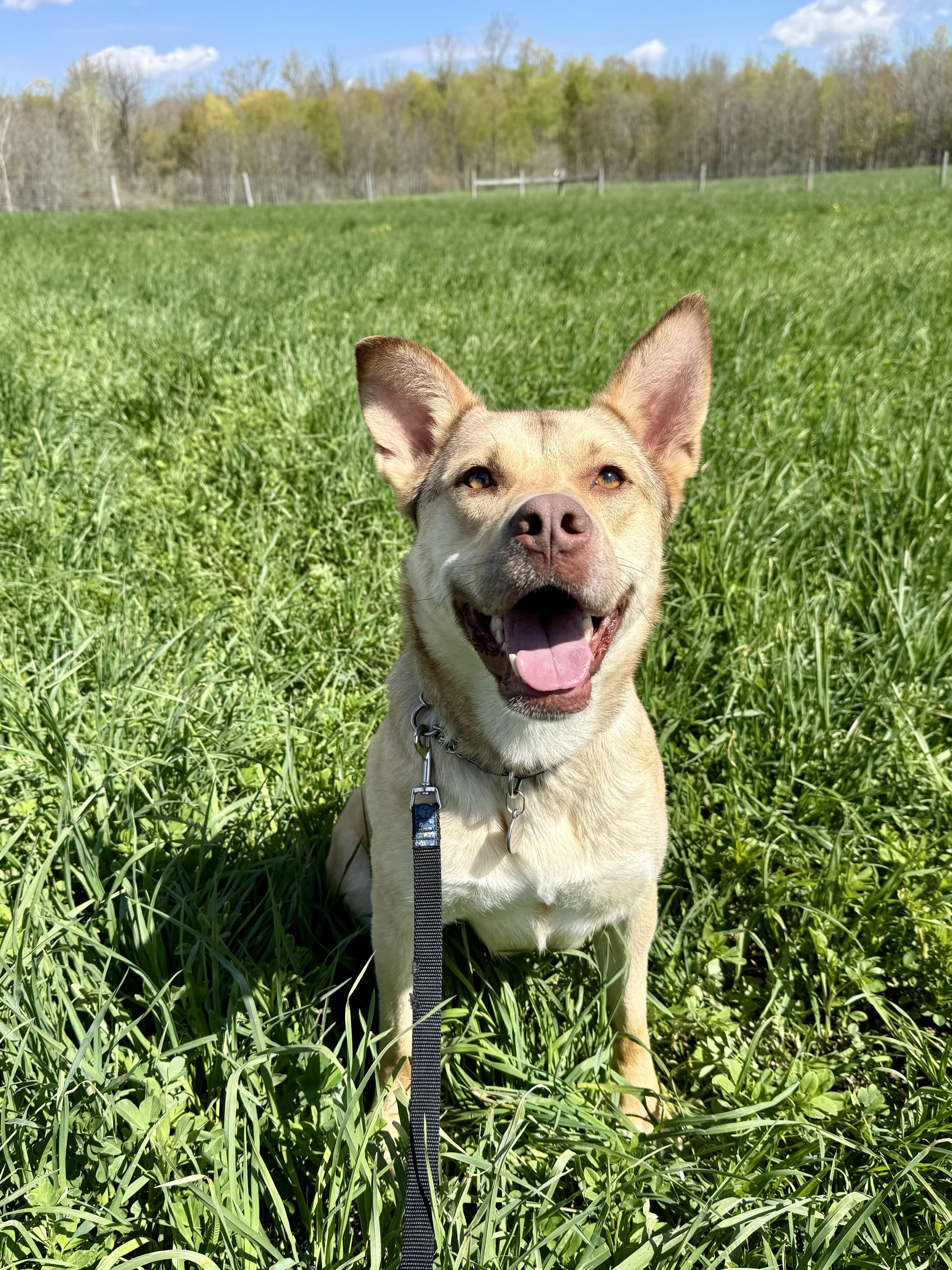 Shyla, ADOPTABLE, Adult Female German Shepherd Dog & American Bulldog.