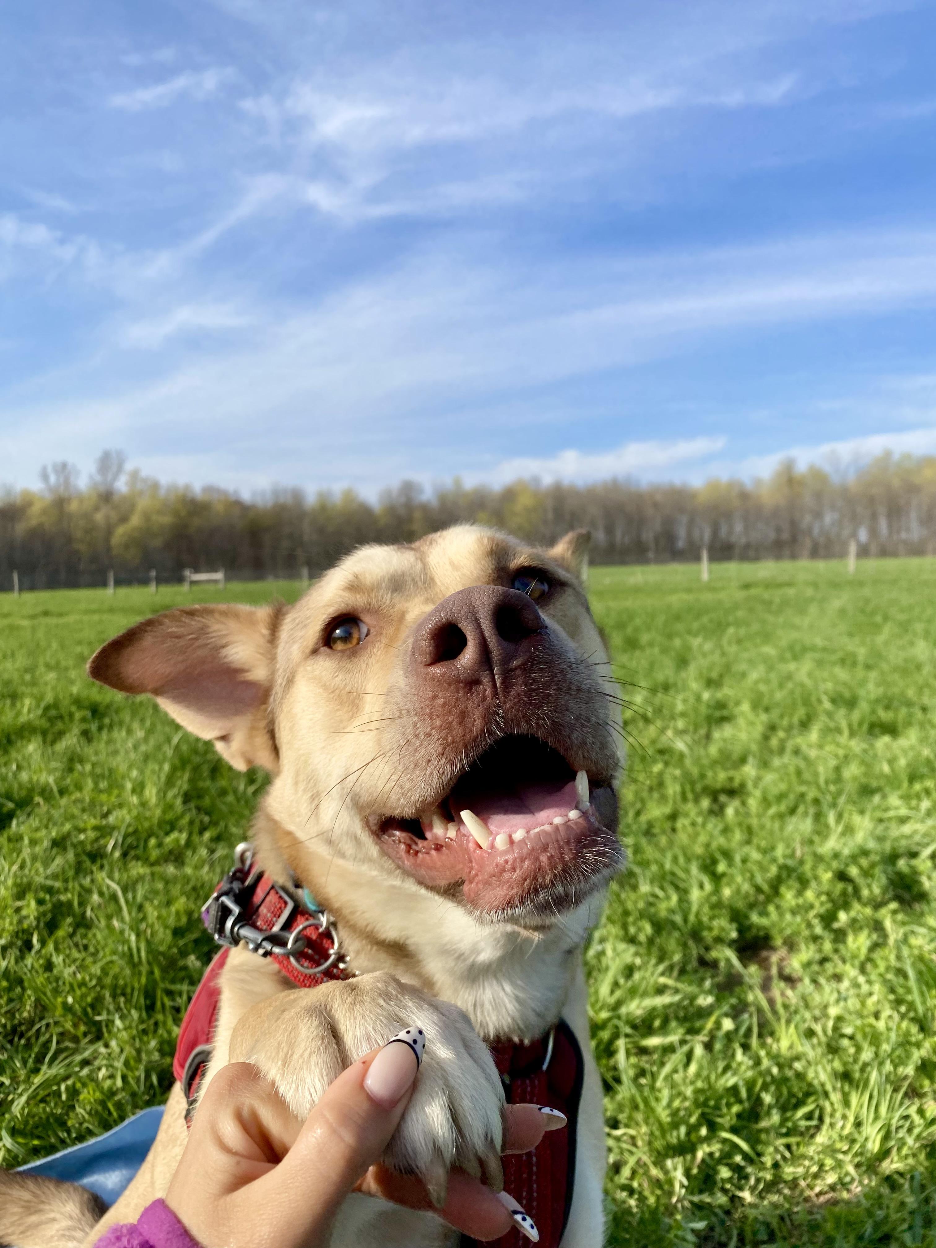 Shyla, a ADOPTABLE mixed breed in Ilderton, ON image 2/6