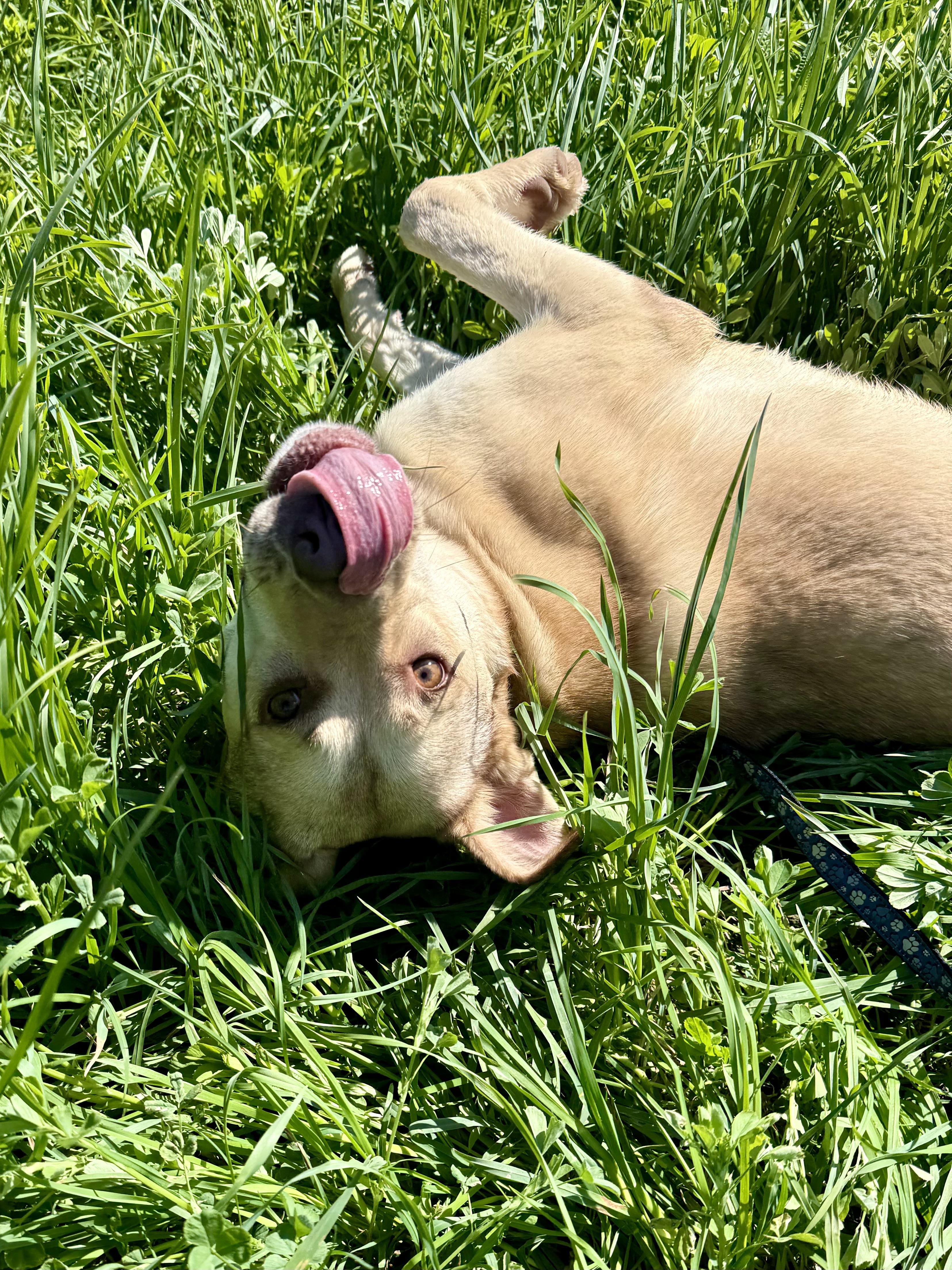 Shyla, a ADOPTABLE mixed breed in Ilderton, ON image 6/6