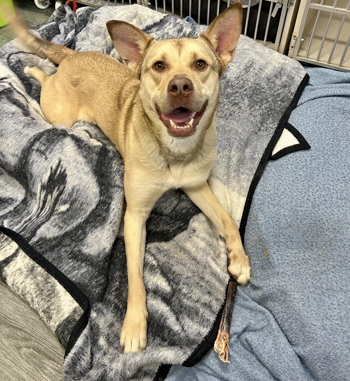 Shyla, a ADOPTABLE mixed breed in Ilderton, ON image 4/6