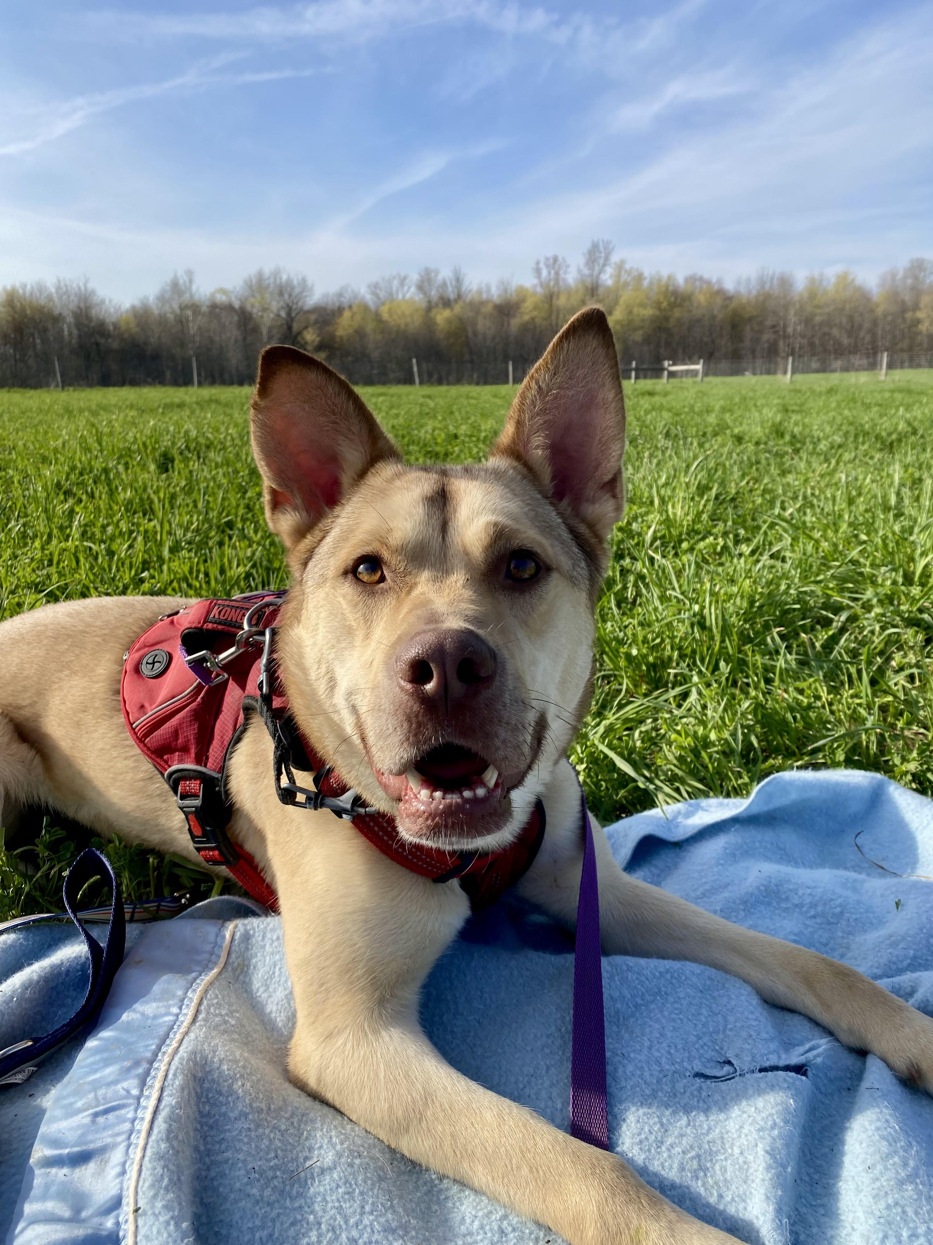 Shyla, a ADOPTABLE mixed breed in Ilderton, ON image 3/6